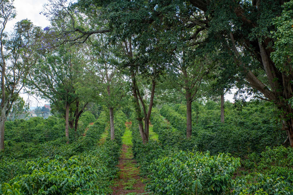 Kenya Gatugi Village SL28&SL34