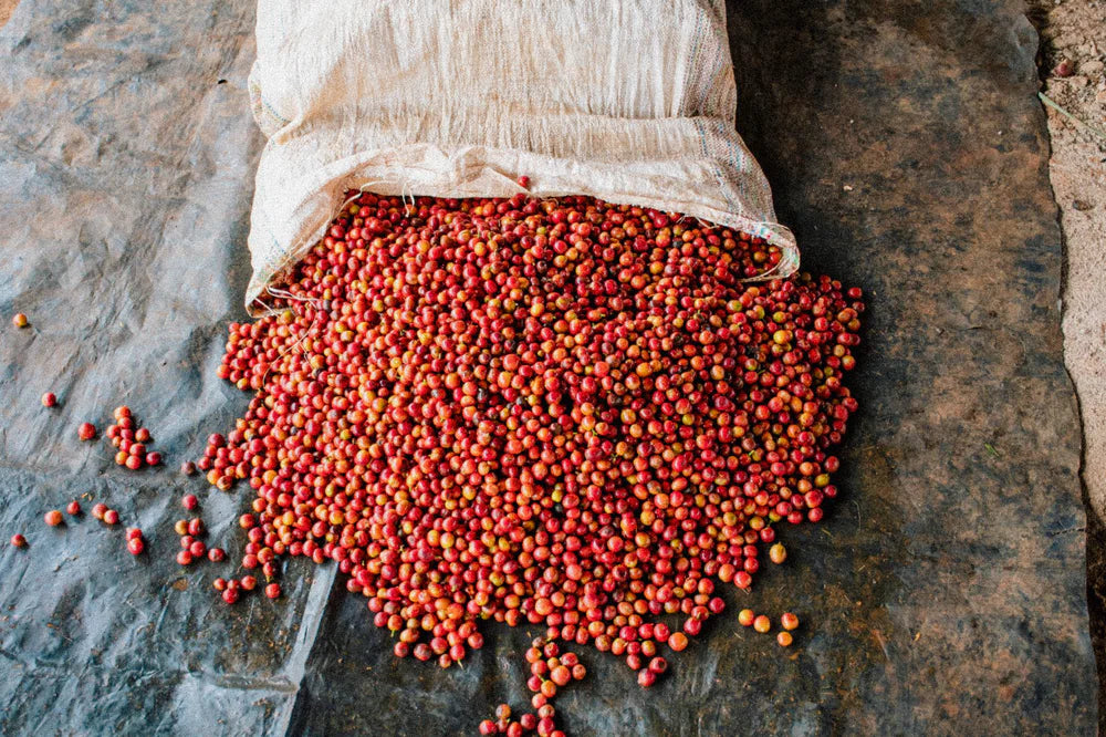 Kenya Gatugi Village SL28&SL34