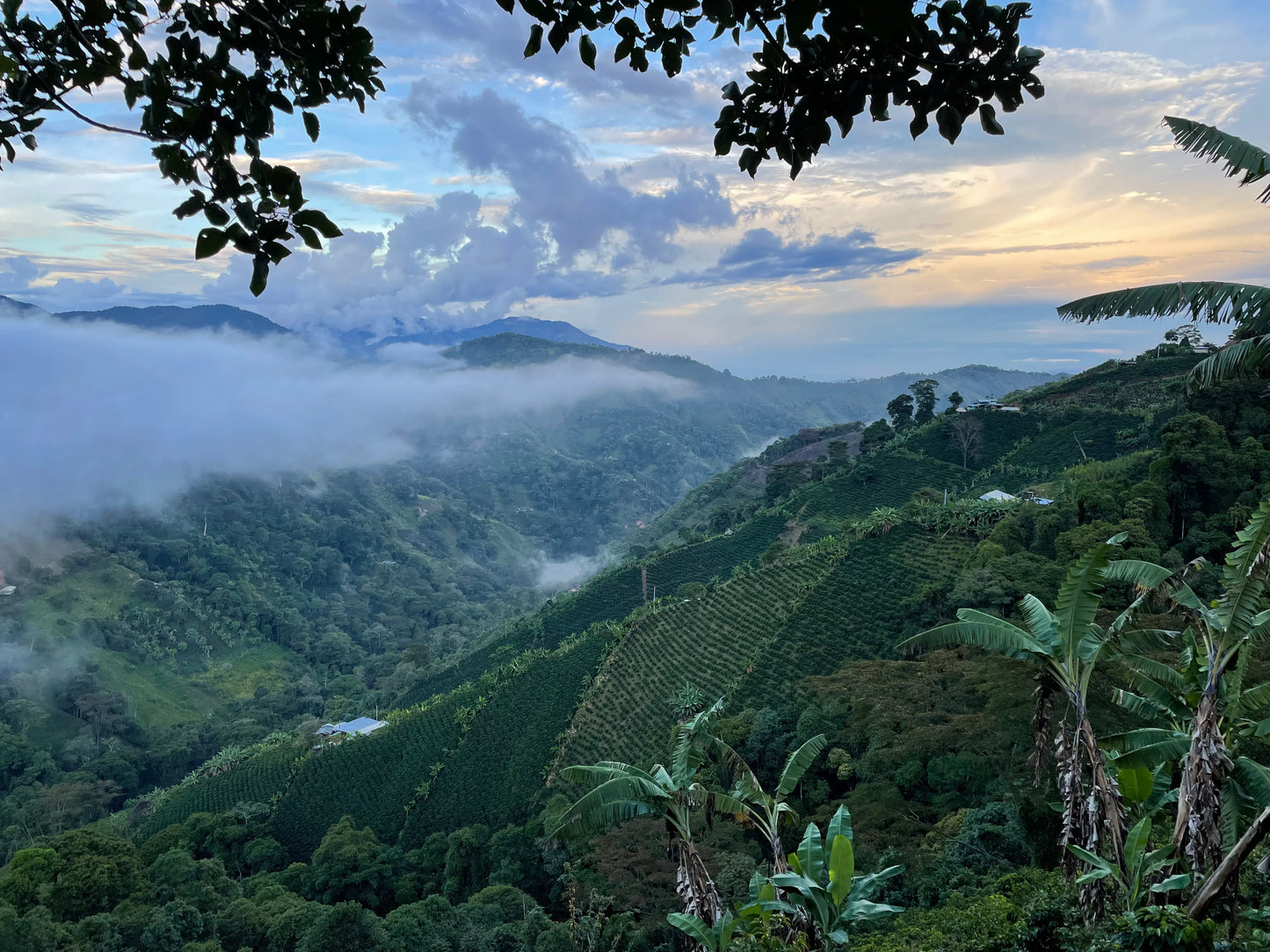 Colombia Geisha washed Artistobulo Rayo Mendez
