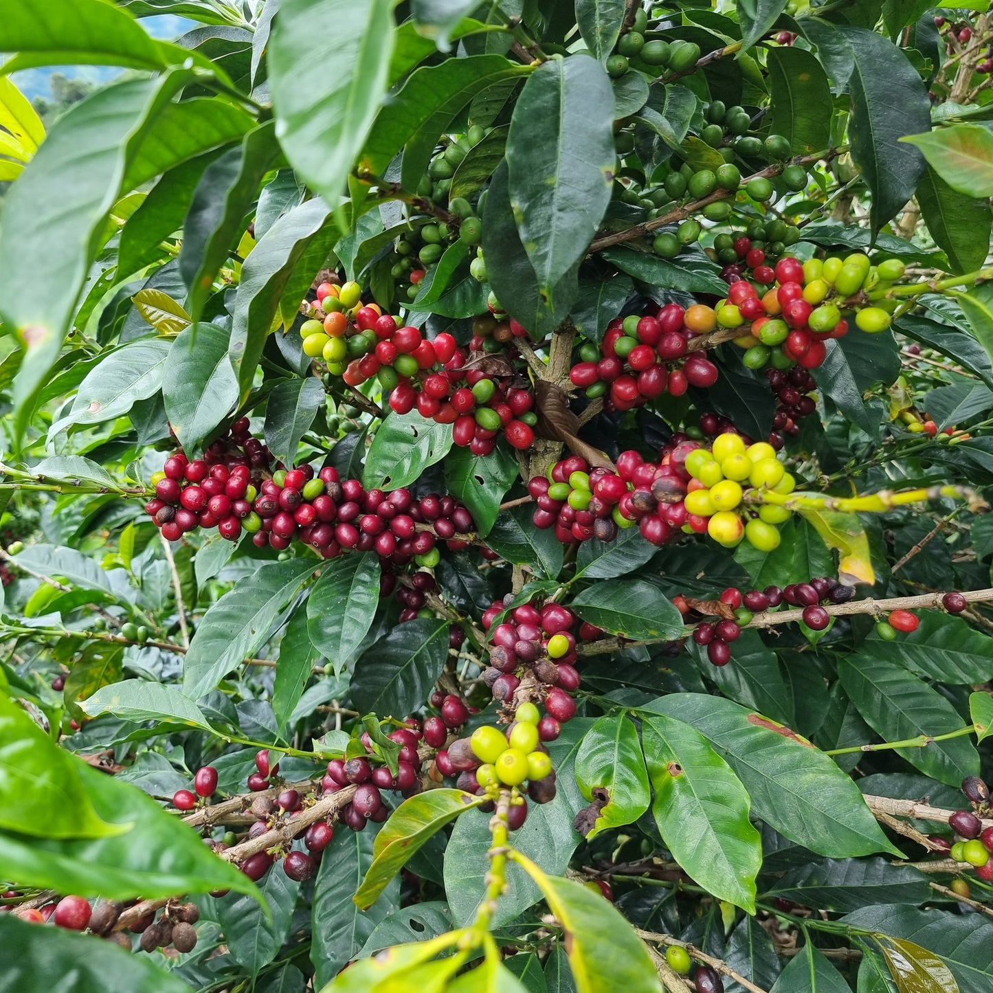 Peru Cajamarca