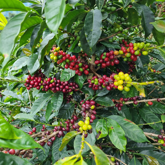 Peru Cajamarca