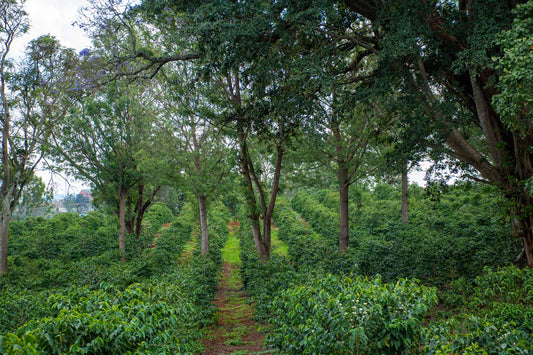 Kenya Gatugi Village SL28&SL34