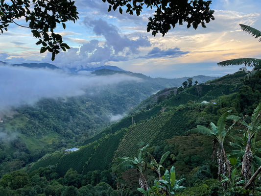Colombia Geisha washed Artistobulo Rayo Mendez