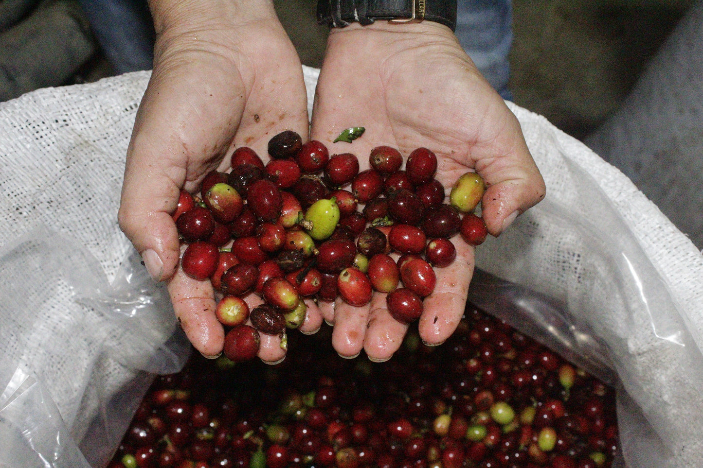 Colombia Fruit Bomb